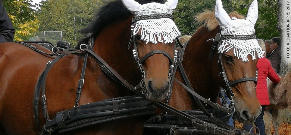  Leonhard, der Pferdepatron