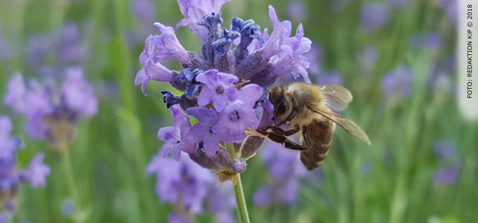 Katholisches Landvolk kritisiert Bienen-Volksbegehren