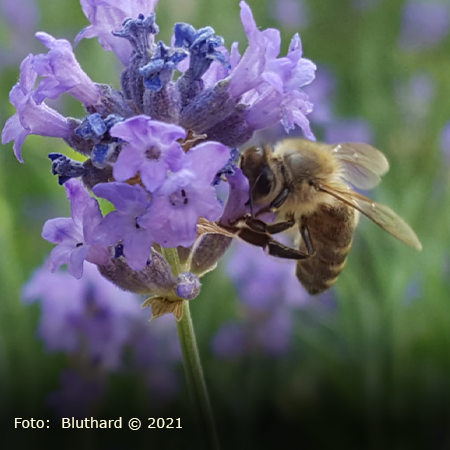 Biblische Tiere im Sommer: Biene