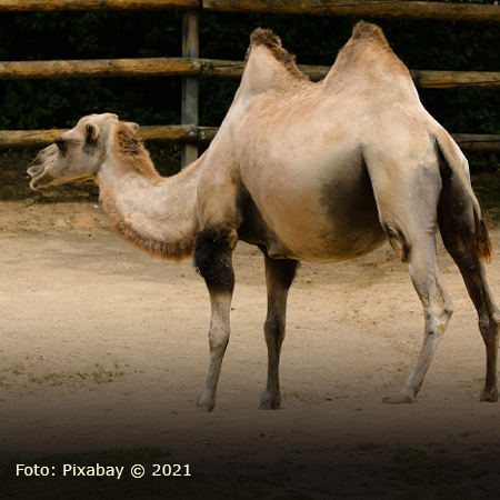 Biblische Tiere an der Krippe: Das Kamel