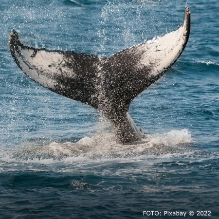 Biblisches Großmaul: Der Wal - Zum Welt-Wal-Tag am 20. Februar